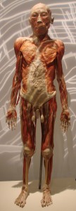 bodies revealed