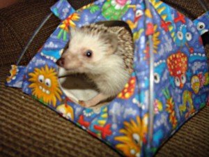henrytent Hedgehog Tent