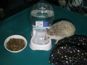 gravity waterer for hedgehog
