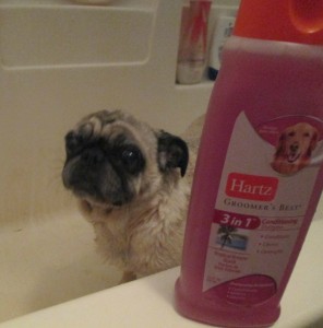 pug beans hartz shampoo