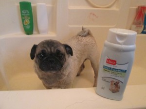 frank the pug dandruff dog shampoo