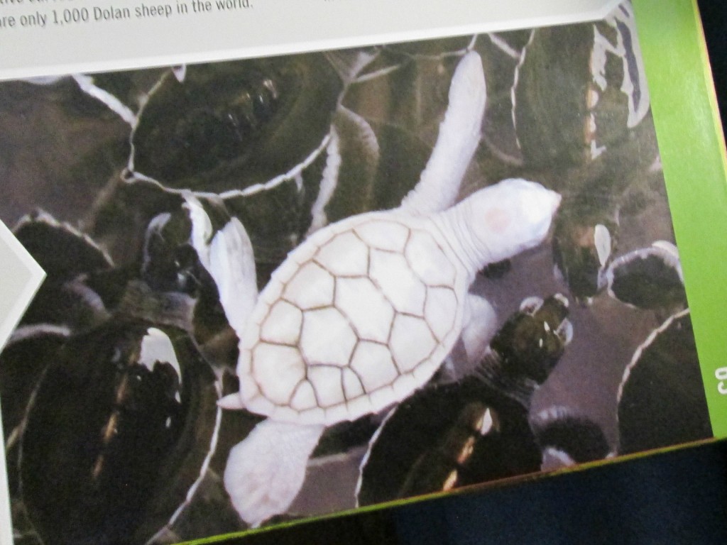 AlbinoTurtle