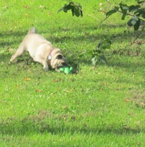 BeansPetsmartToy