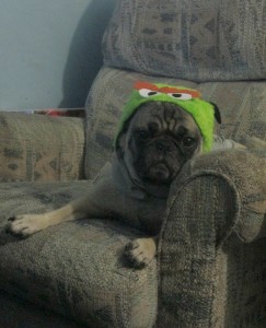 Petsmart oscar costume pug