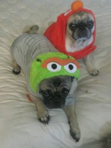 Oscar and Elmo petsmart dog costumes