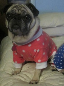 tootlewear dog pajamas