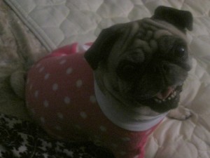 tootlewear longjohn pug