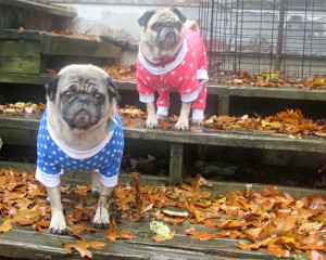 tootlewear custom size dog clothing 