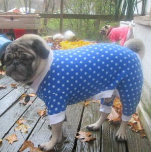 barrel chested pug clothing