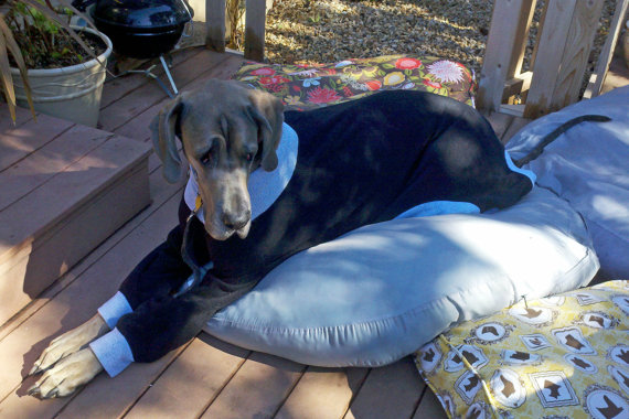 winter sweaters for great danes