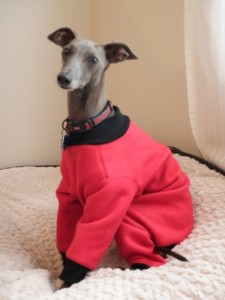 sighthound