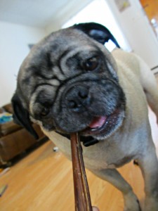 Best Bully stick Frank pug