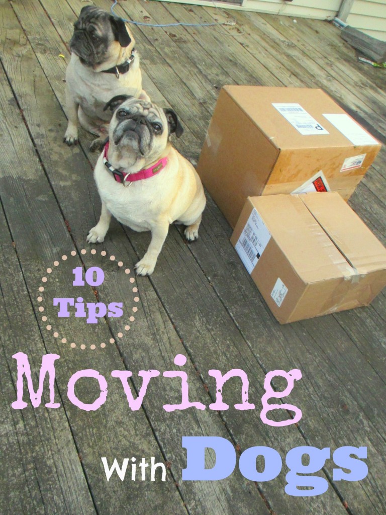 10 Tips For Moving With Dogs
