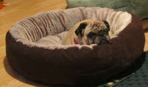 AKC oval dog bed 