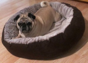 akc pugs dog bed size