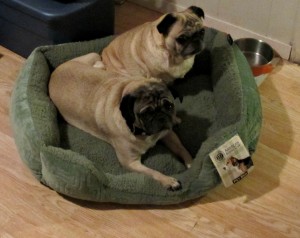 akc pugs dog bed