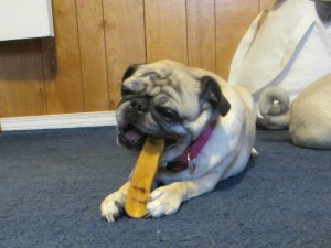 Himalayan dog chew pug