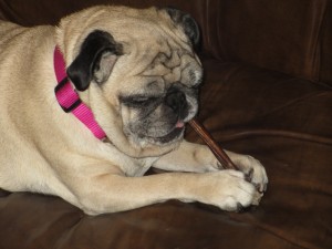 beans pug bully stick