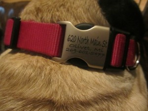 personalized dog collar buckle address phone number name
