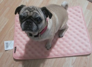 AKC memory foam kennel liner small dog pug