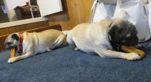 pugs himalayan dog chew