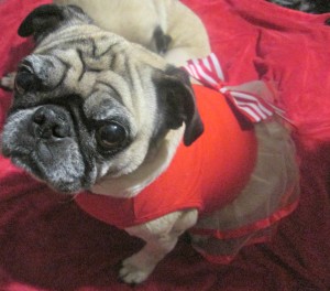 pug wearing dress