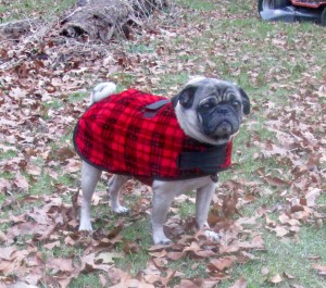 pug wearing coat