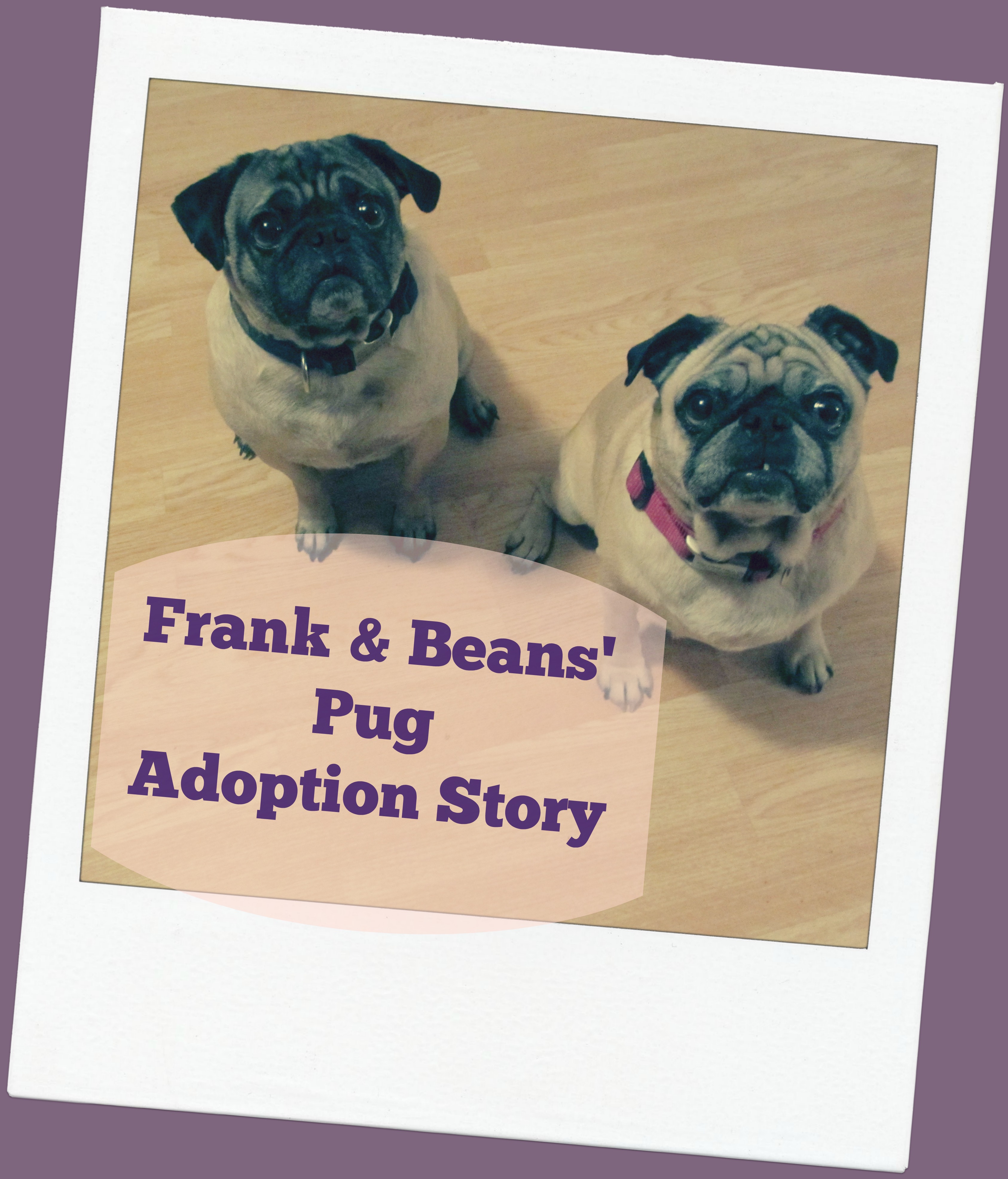 Frank And Beans The Pugs Our Dog Adoption Story Part 1 Emily Reviews