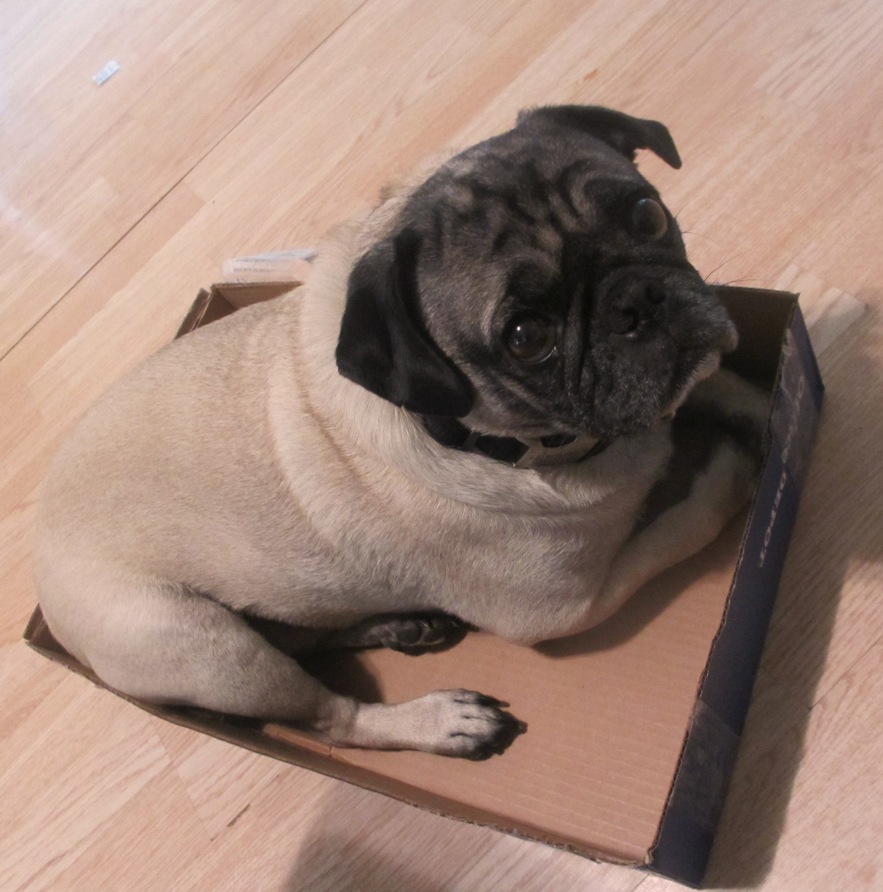 How To Find Your Pets perfectweight Emily Reviews how-to-find-your-pets-perfectweight-emily-reviews