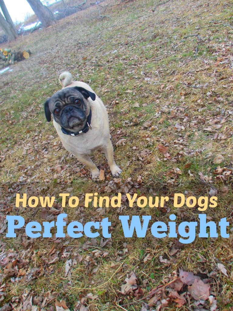 How To Find Your Dogs Perfect Weight