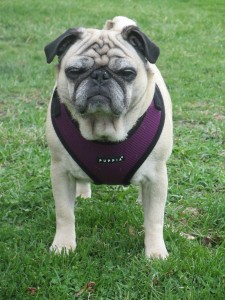 Puppia Superior Fit Harness Pug Review