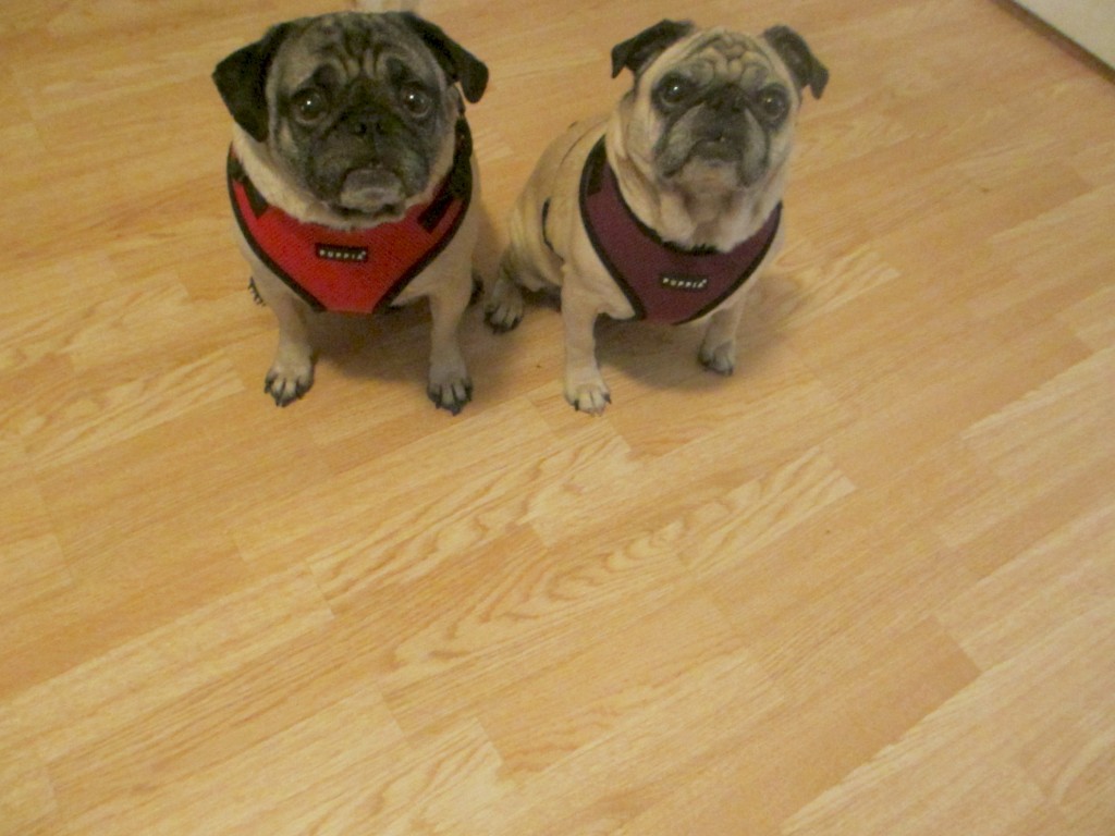 Harnesses That Fit Pugs