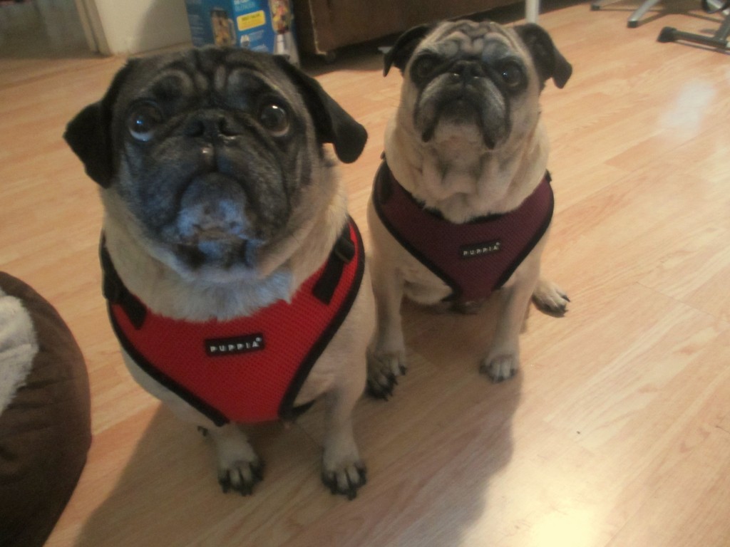 Puppia harness size pug