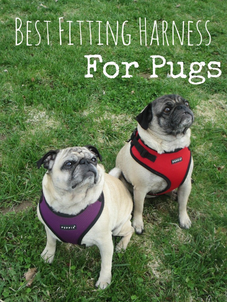 Best Fitting Harness For Pugs