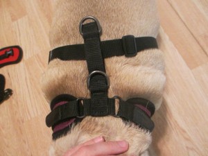 Puppia superior harness review