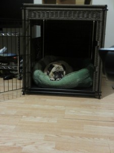 Solvit wicker residence pug