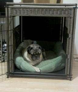 Solvit wicker residence pug