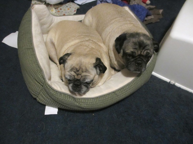 AKC dog bed pug