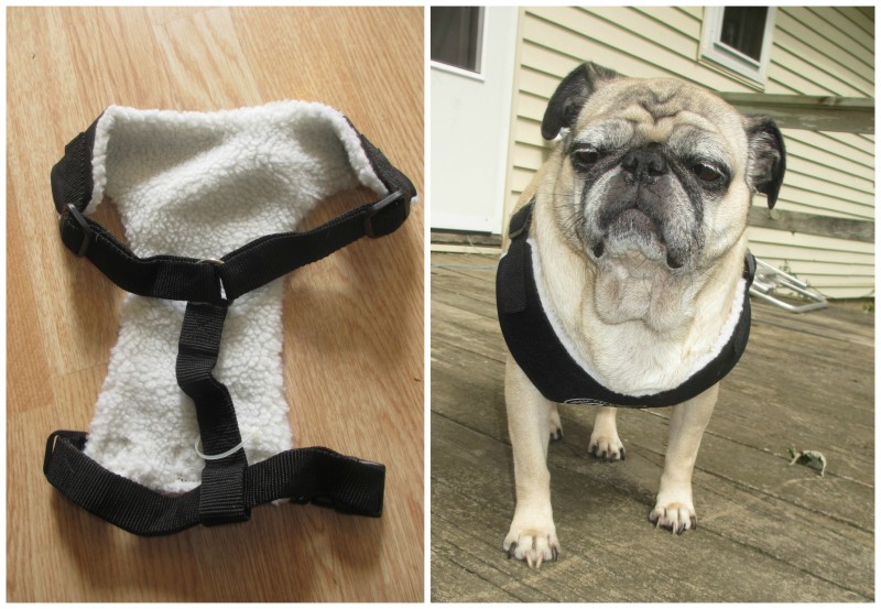Affordable Dog Gear from AKC Emily Reviews