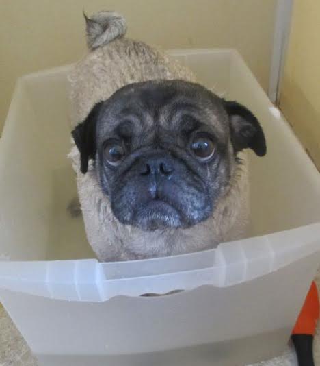 my pug keeps scratching 5 ways for families with pets to keep their homes clean neatobestpetvacuum emily my pug keeps scratching 5 ways for families with pets to keep their homes clean neatobestpetvacuum emily