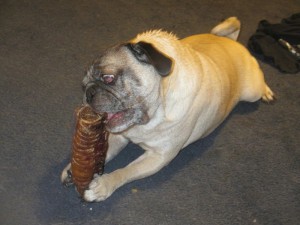 jones windee trachea chew