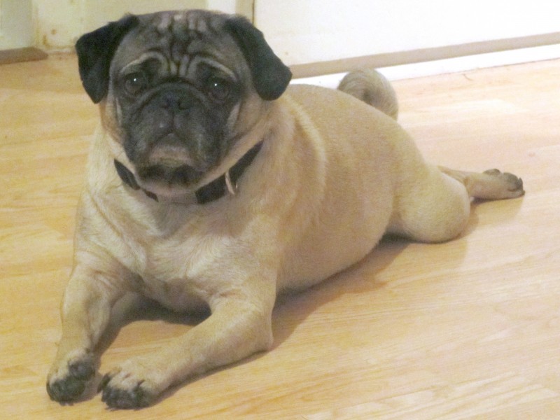 Frank pug laying