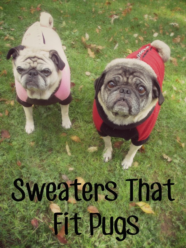 Pugs in sweaters hotsell