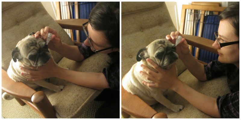 How I Care For My Pugs Eyes BayerExpertCare Emily Reviews