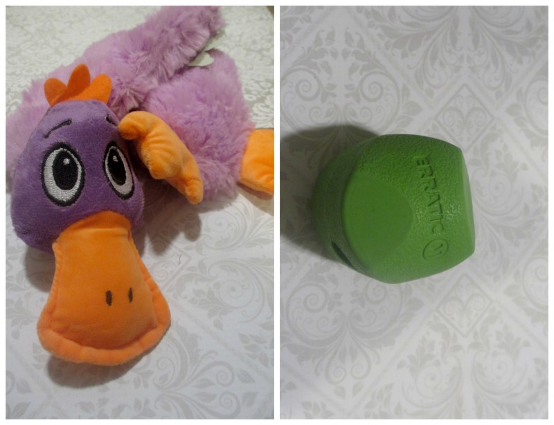Kai krate dog Toys subscription box
