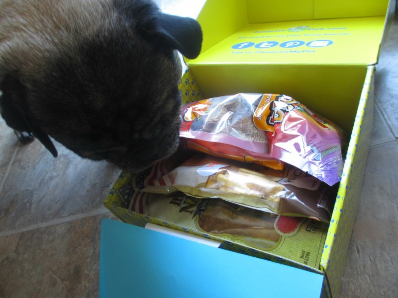 surprise my pet dog box