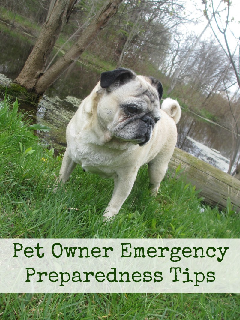 pet owner emergency preparedness tips. How to be prepared for a natural disaster emergency when you have a cat or dog. 