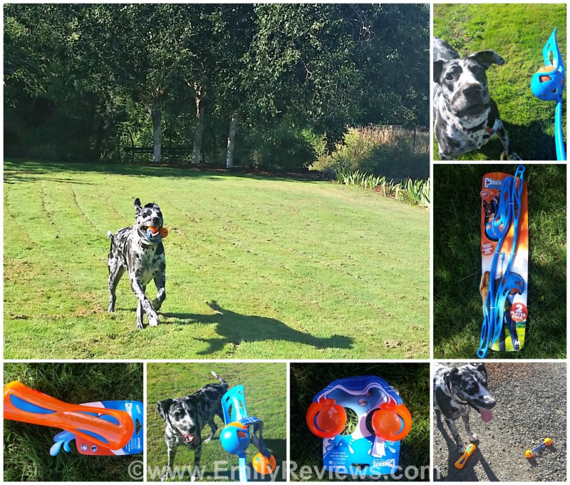 Petmate PicMonkey Collage