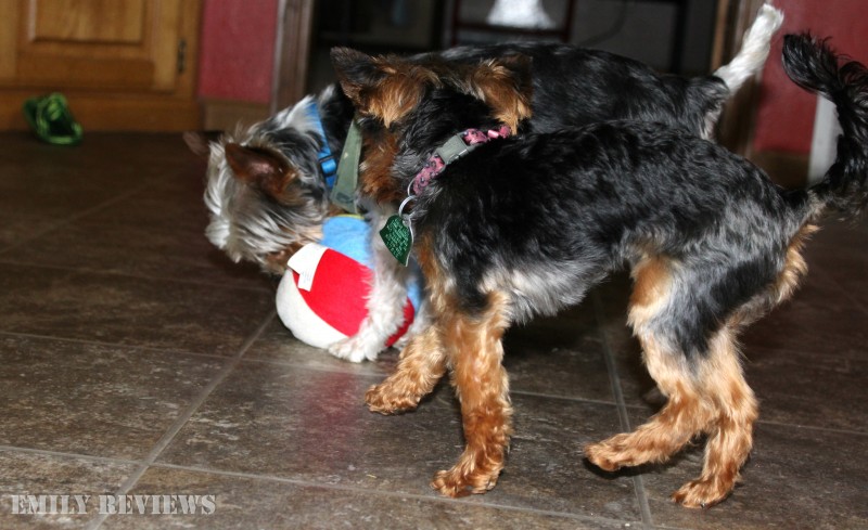 PetGiftBox ~ Summer Fun Gift Box For Our Yorkies! {Dog & Cat Subscription Boxes Available} #PetGiftBox.com #PetGIftBox Pet Gift Box + Discount Code