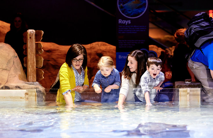 Looking For A Fun Getaway? Head To Minnesota's Mall Of America! ~ Sea Life Aquarium
